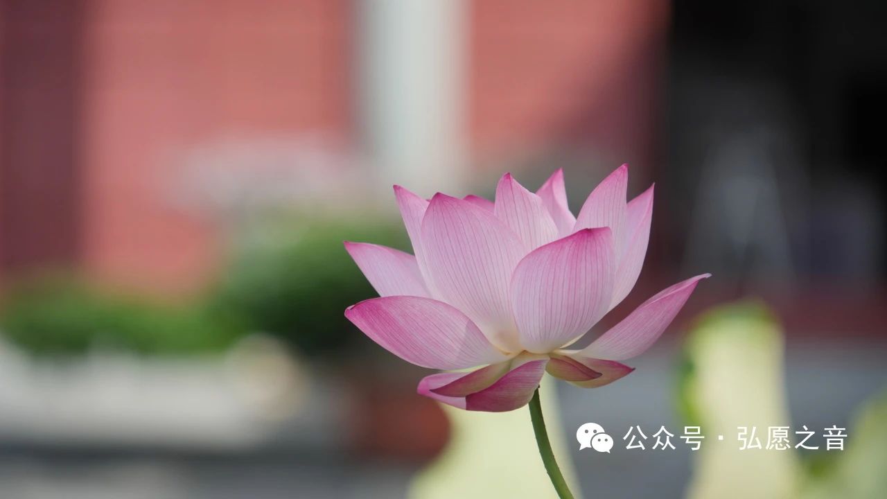 法布施为什么最为殊胜