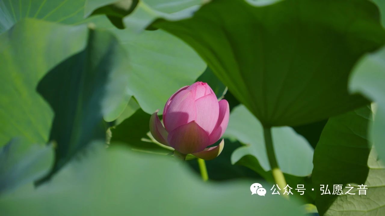 生活中如何践行布施