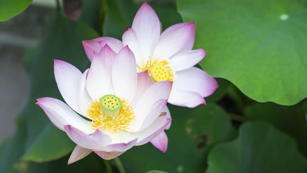 在佛法里，起信是非常不容易的