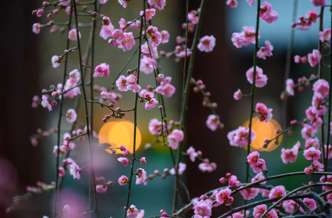 印光法师：理与事的关系