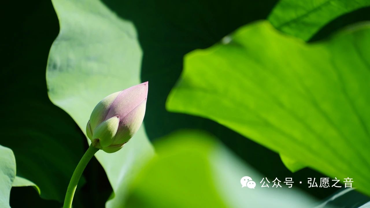 持戒是选择健康的生活态度和方式