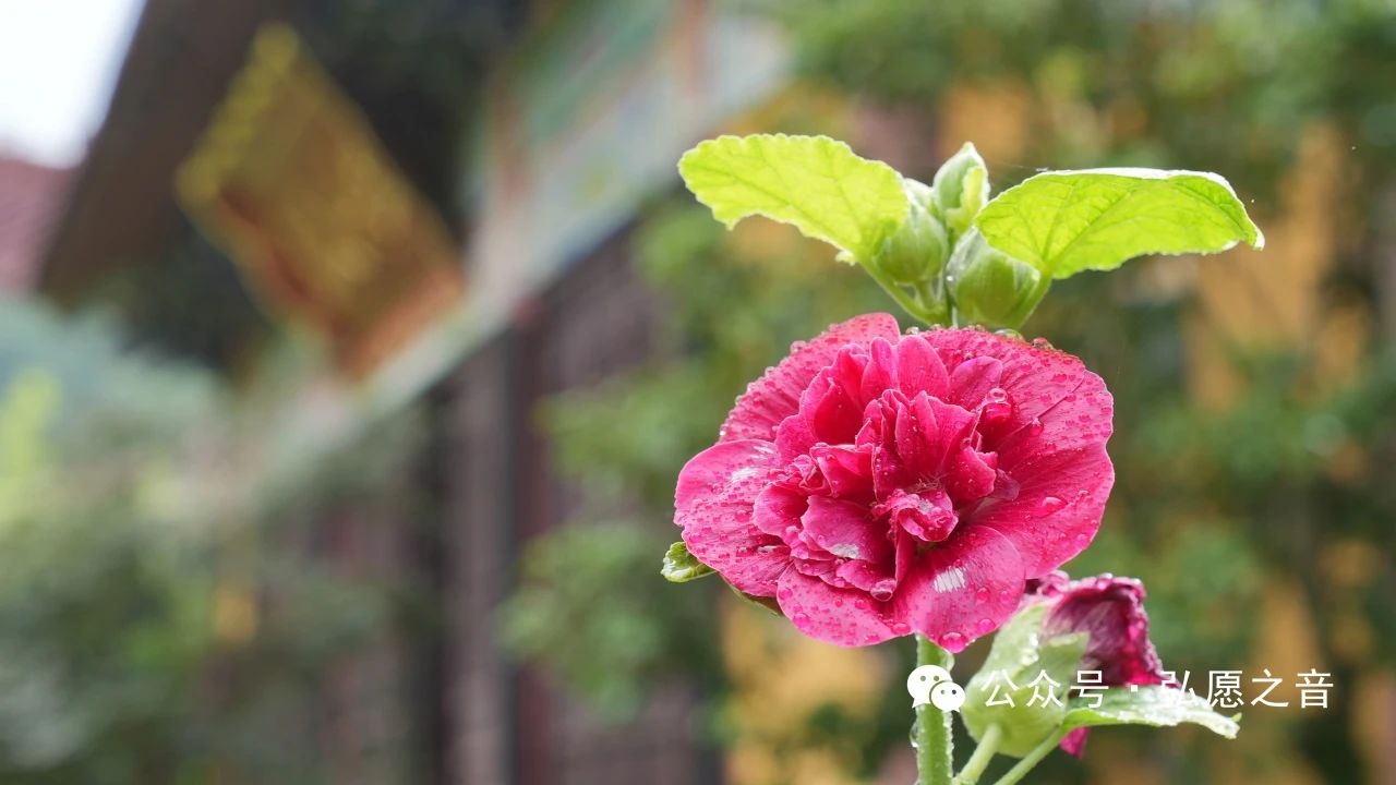 持戒是选择健康的生活态度和方式