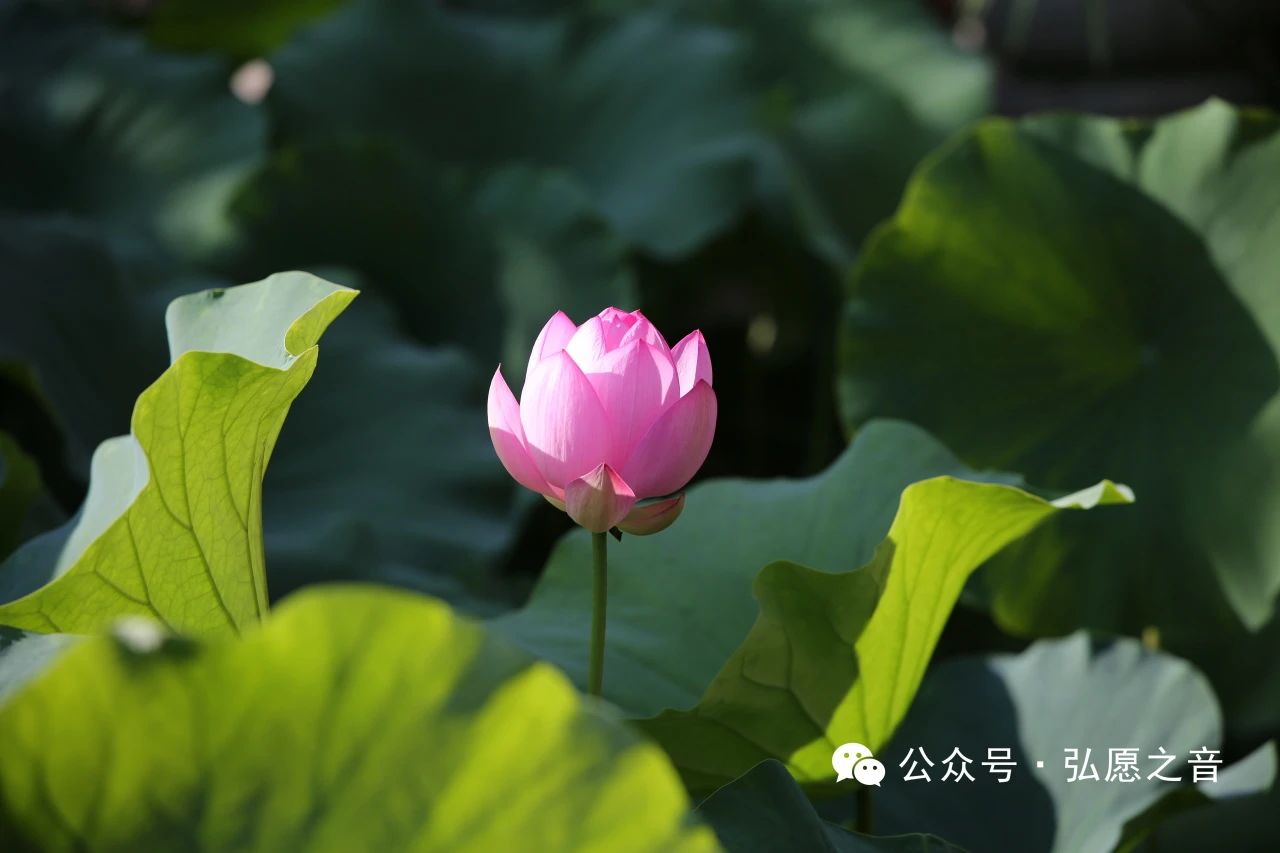 持戒是选择健康的生活态度和方式