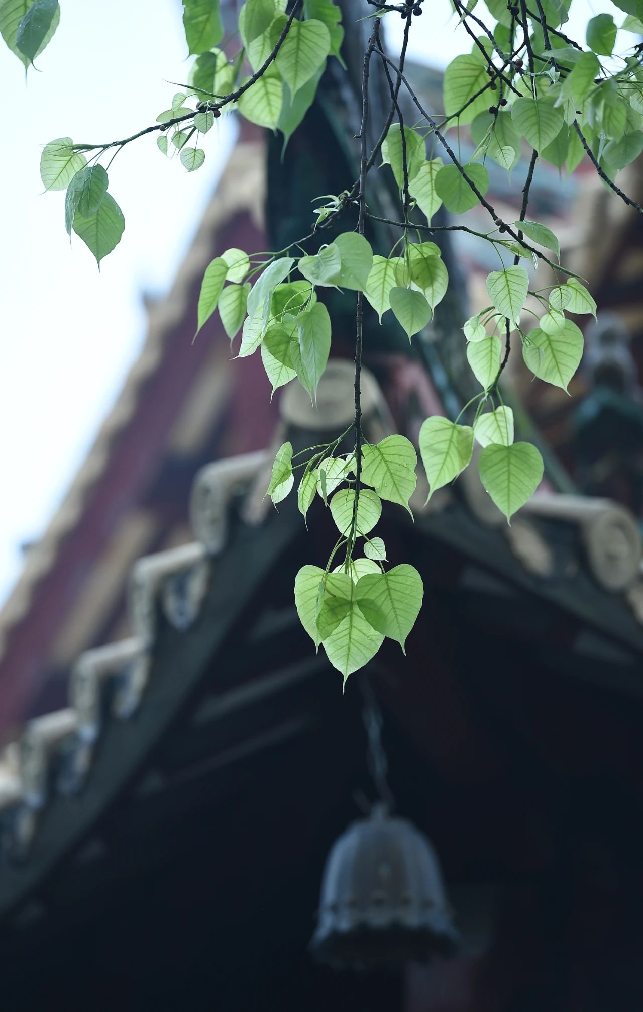 平安符丢了、手串线断了，该怎么办？