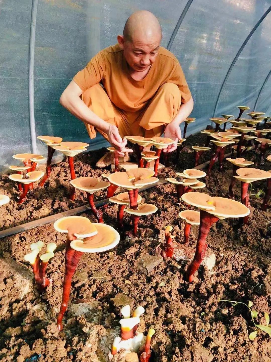 “医僧”释净心自述：半生跋涉，从名利双收的医者到遁入空门的和尚