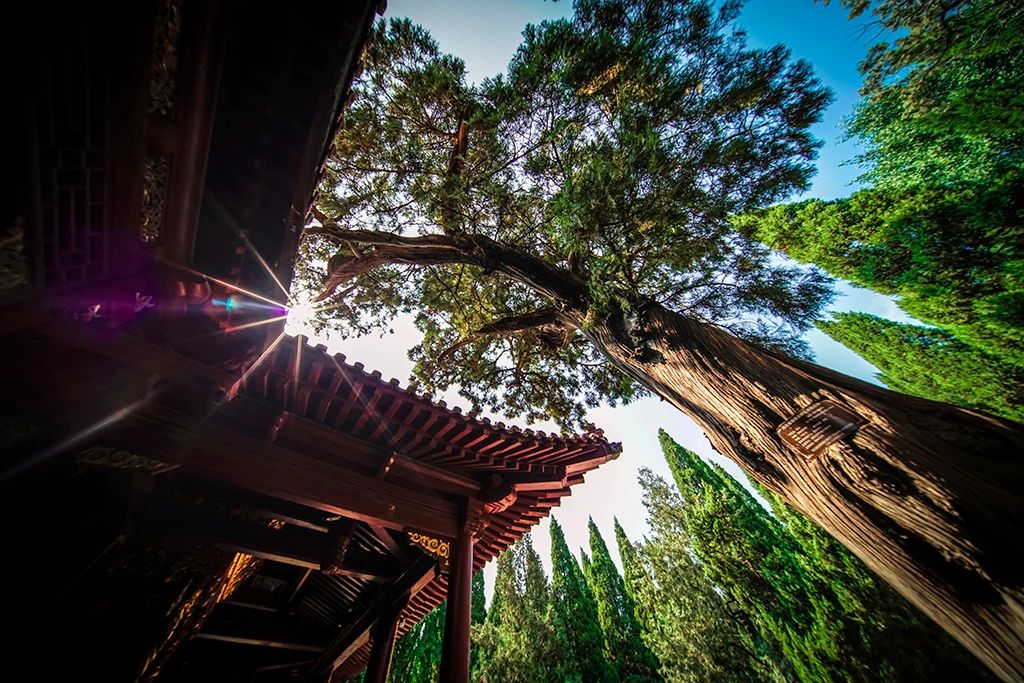 净慧长老：观心的下手功夫