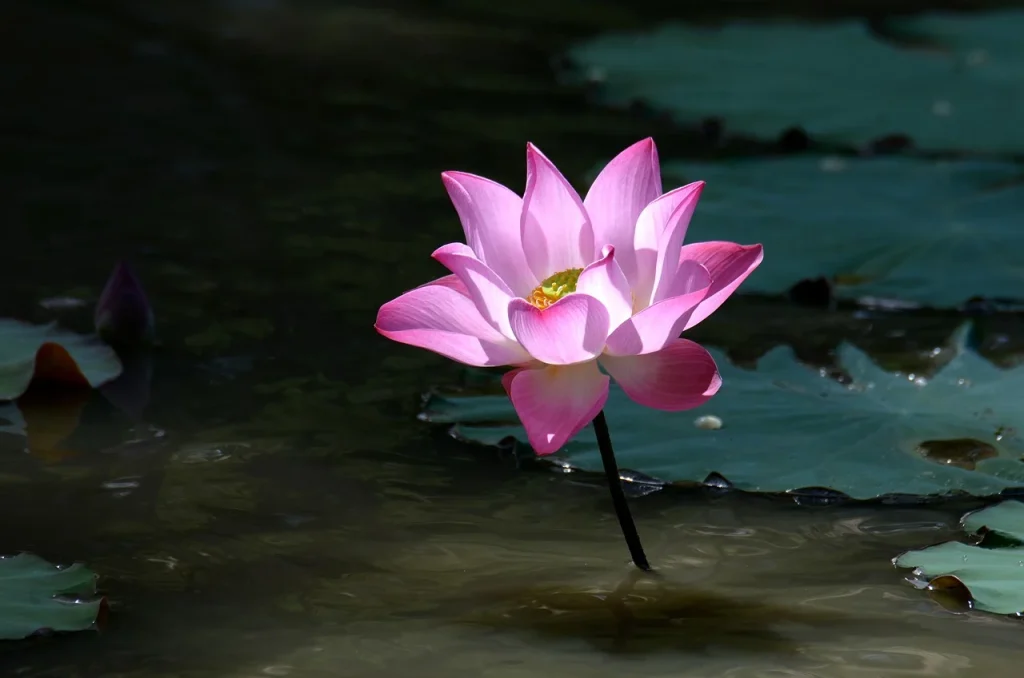 佛說 : 宁失命身死，不说僧过恶