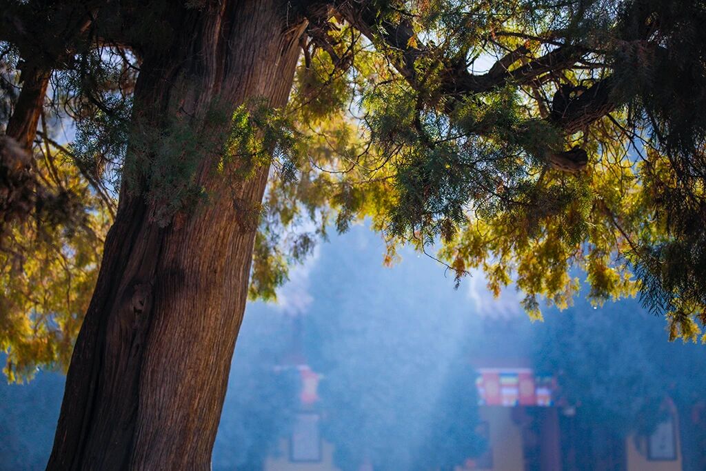 净慧长老：当代僧伽的职志