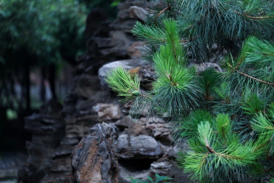 净慧长老：当代僧伽的职志