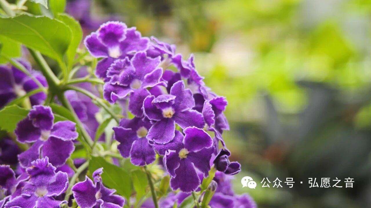 忍辱是什么意思