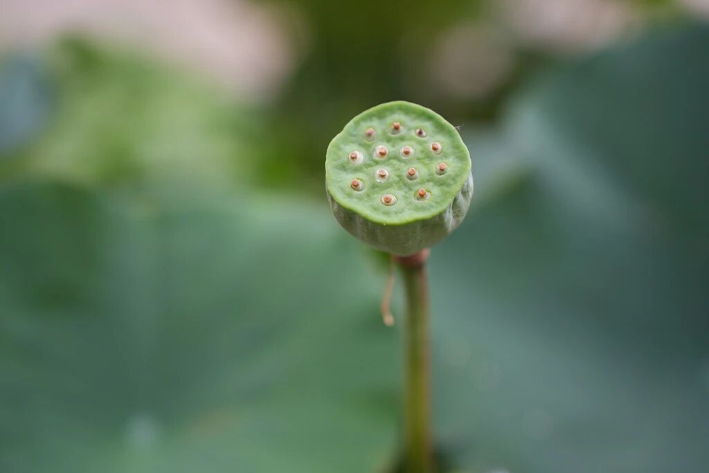 净慧长老：无心合道