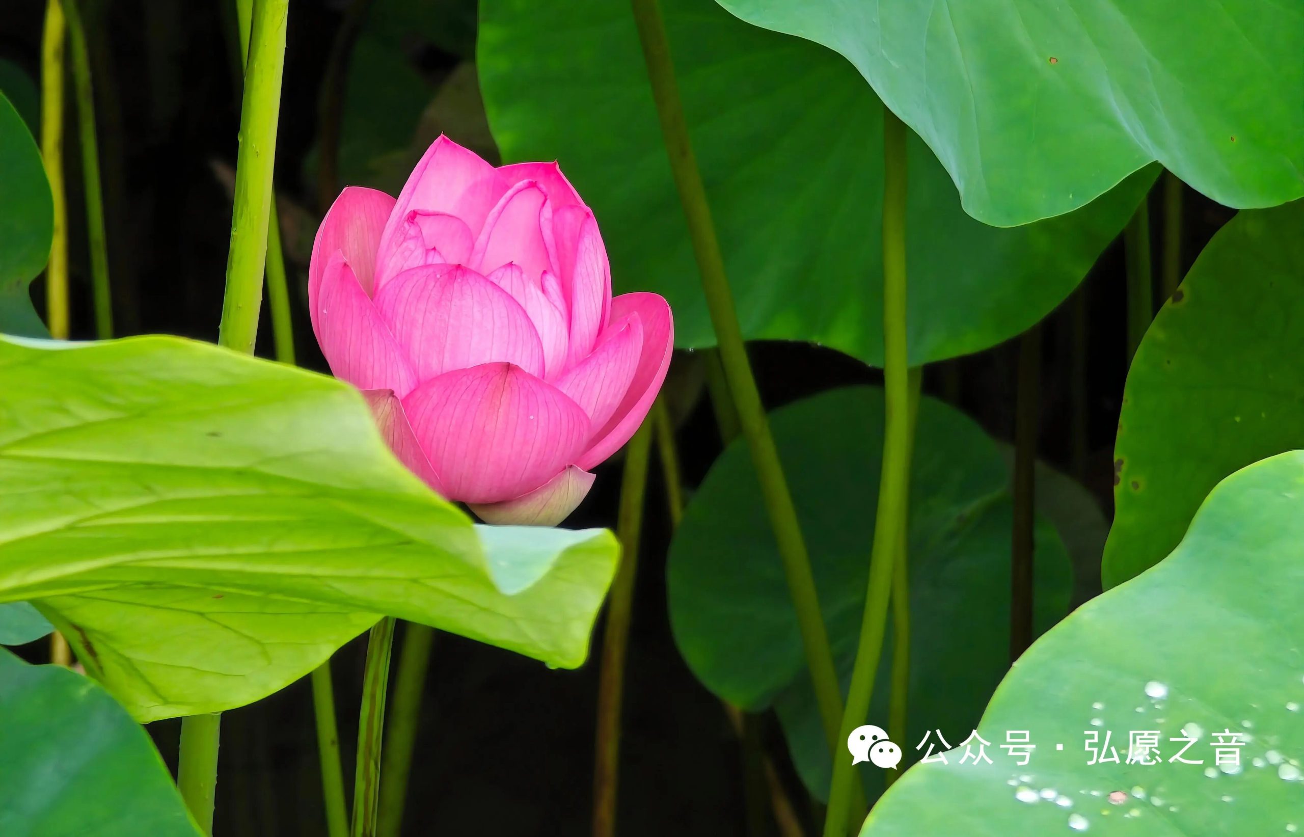 布施和忍辱—生活中修行的下手处
