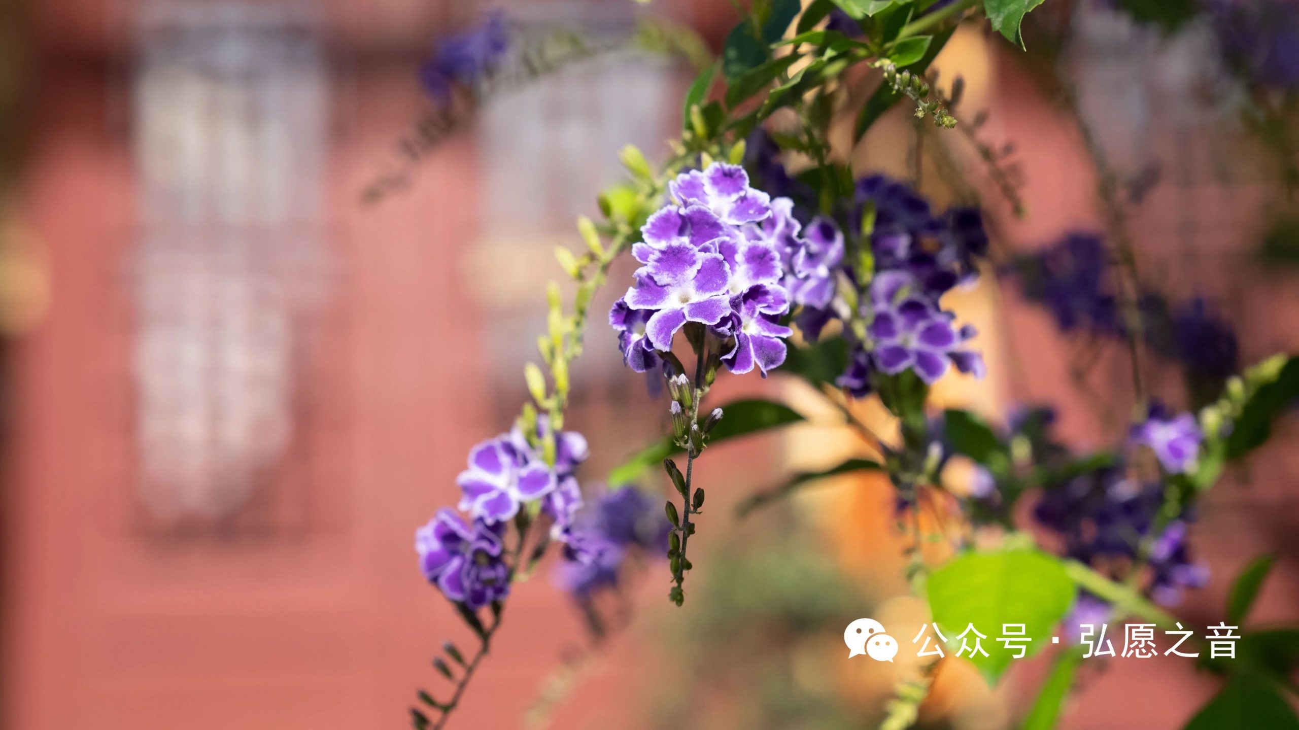 布施和忍辱—生活中修行的下手处