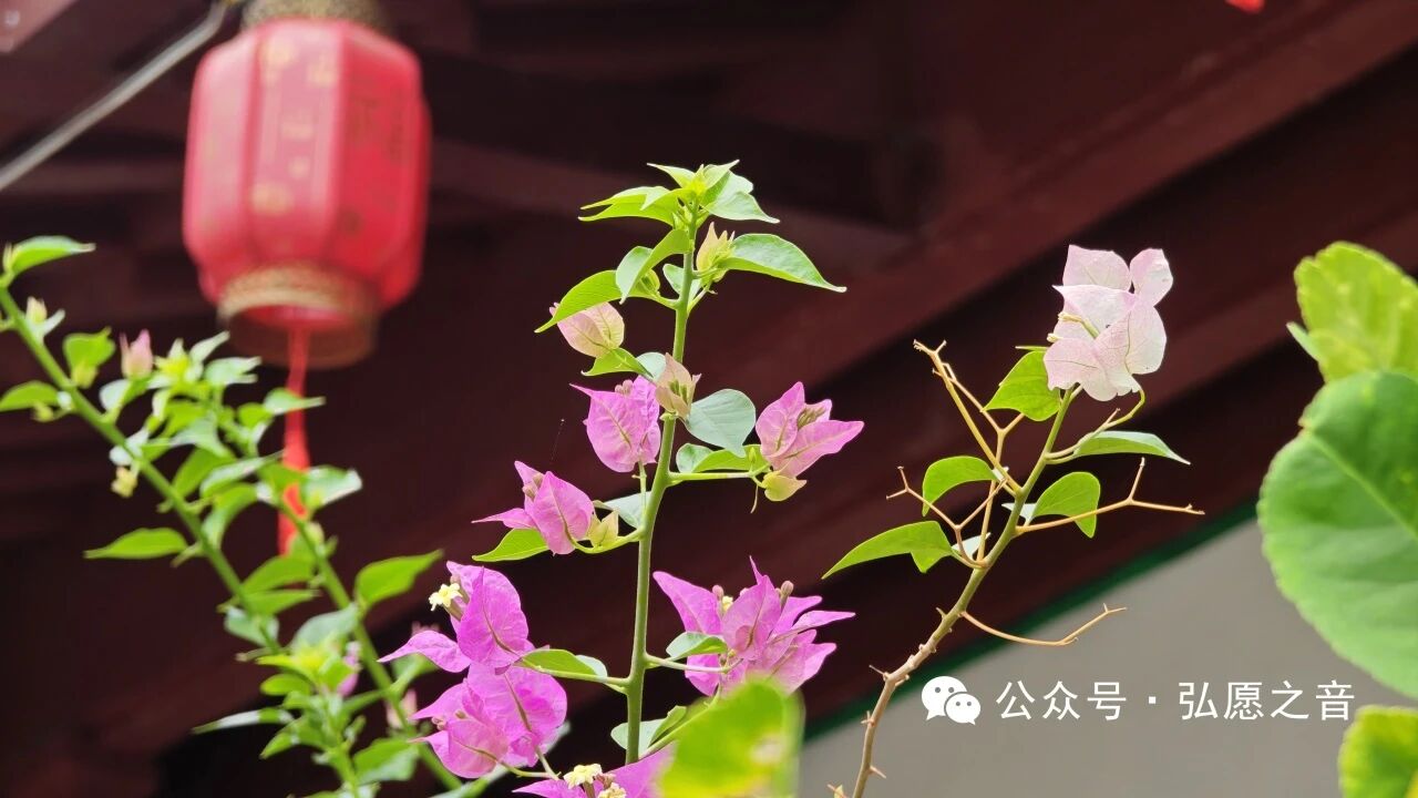 修行不是躲清闲