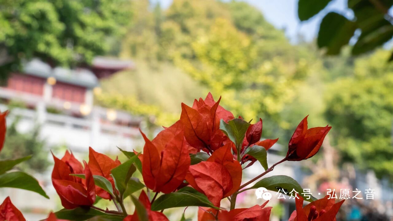 精进是为了淡化烦恼