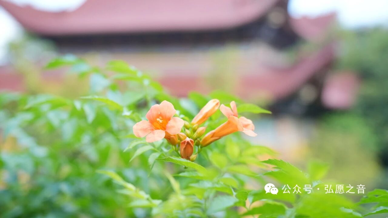 披甲精进，保护发心